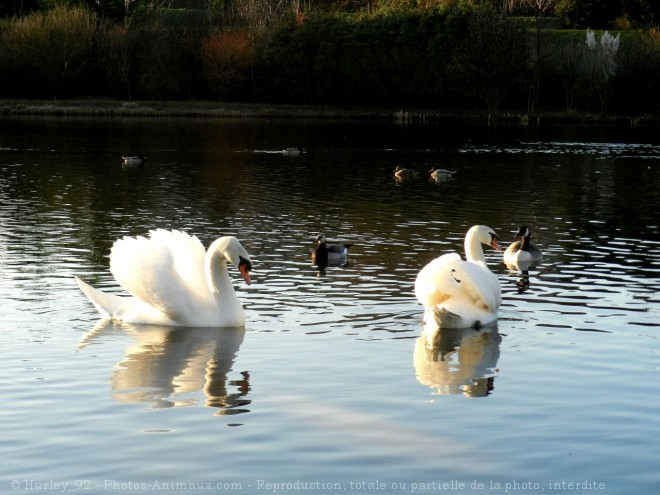 Photo de Cygne