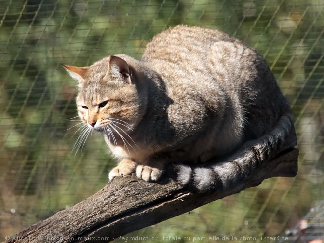 Photo de Chat de gordoni