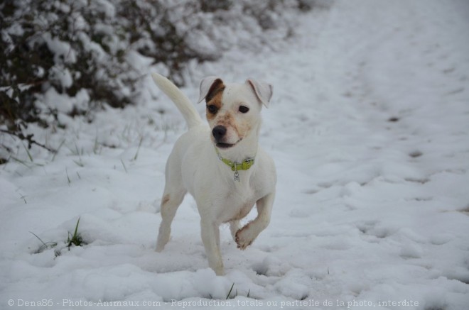 Photo de Jack russell terrier