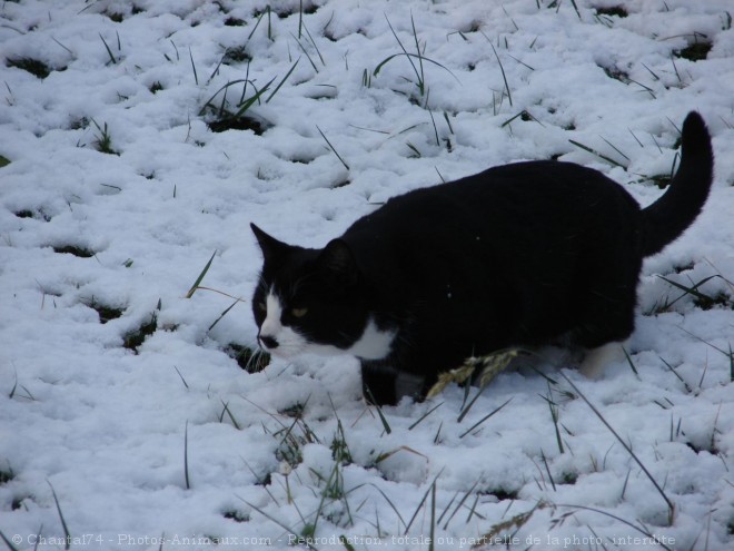 Photo de Chat domestique