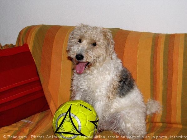 Photo de Fox terrier  poil dur