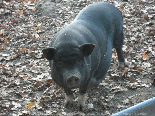 Photo de Cochon