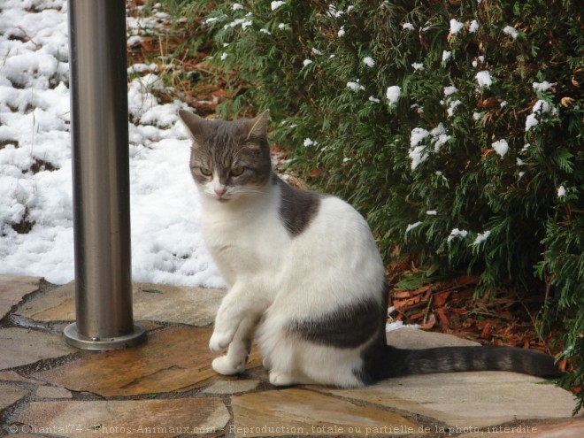 Photo de Chat domestique