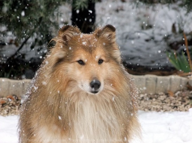 Photo de Chien de berger des shetland