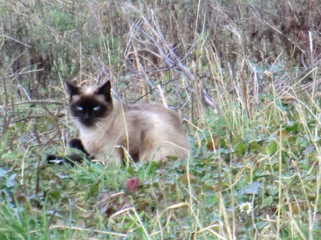 Photo de Chat domestique