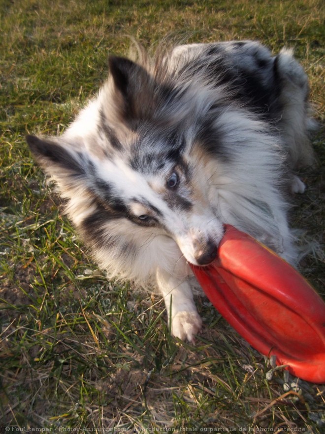 Photo de Chien de berger des shetland