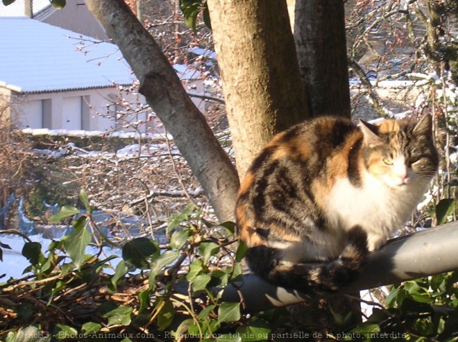 Photo de Chat domestique