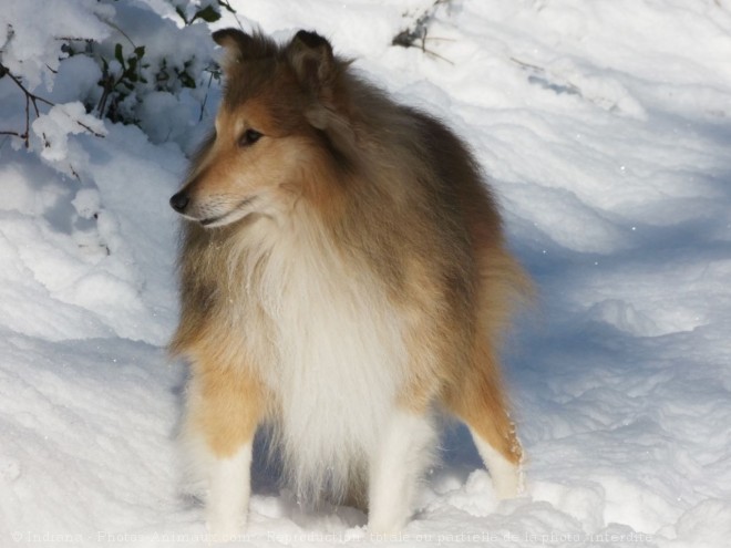 Photo de Chien de berger des shetland