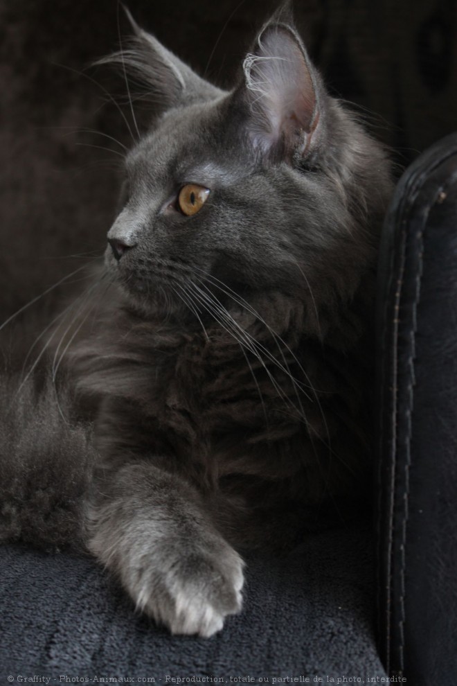 Photo de Maine coon