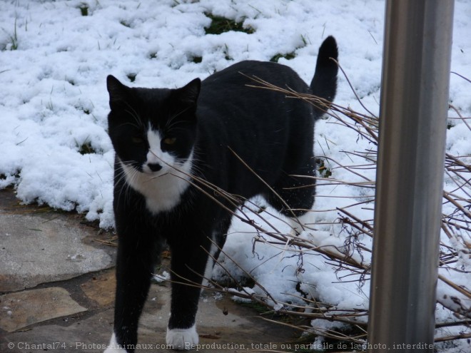 Photo de Chat domestique