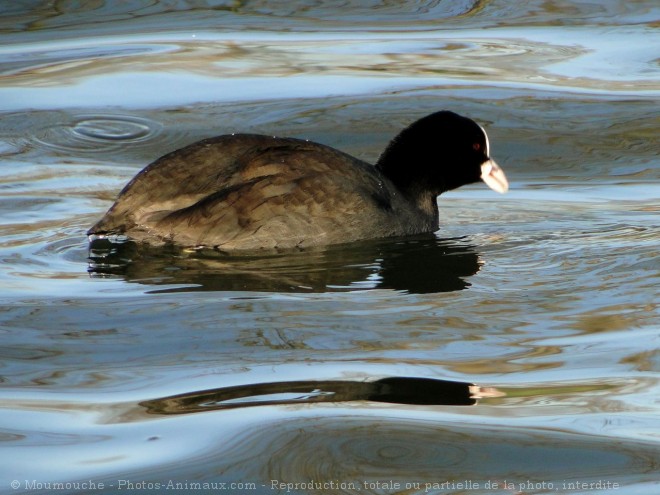 Photo de Foulque macroule