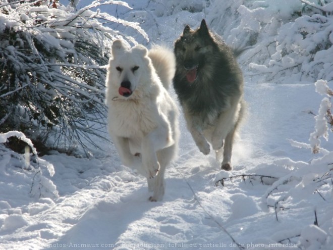 Photo de Berger blanc suisse