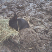 Photo de Lapin