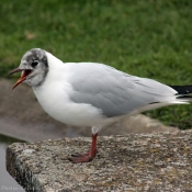 Photo de Mouette