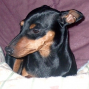 Photo de Pinscher nain