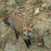 Photo de Renard