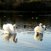 Photo de Cygne