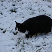 Photo de Chat domestique