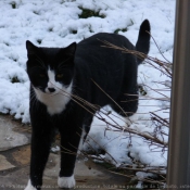 Photo de Chat domestique