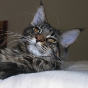 Photo de Maine coon