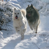 Photo de Berger blanc suisse