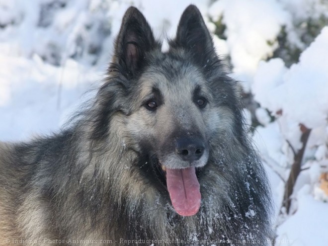 Photo de Berger belge tervueren