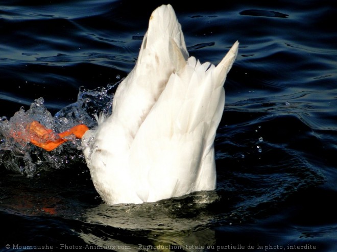 Photo d'Oie blanche