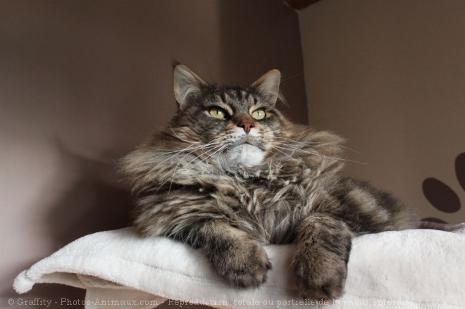 Photo de Maine coon