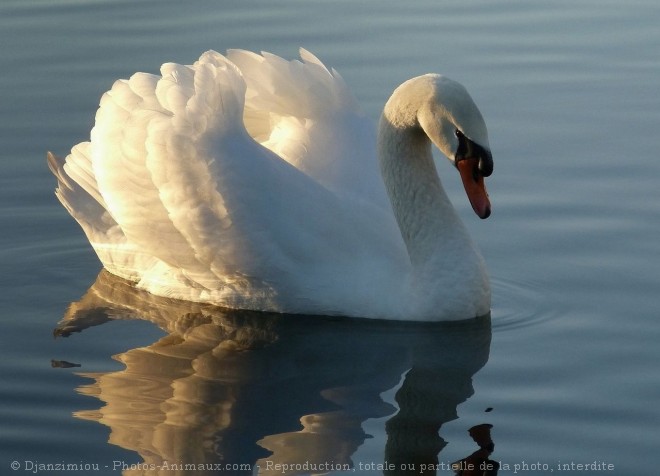 Photo de Cygne