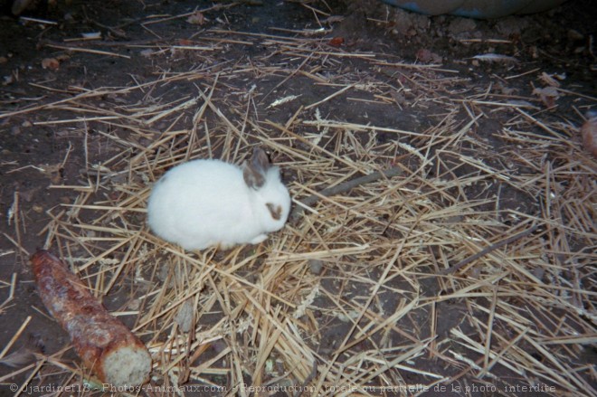 Photo de Lapin