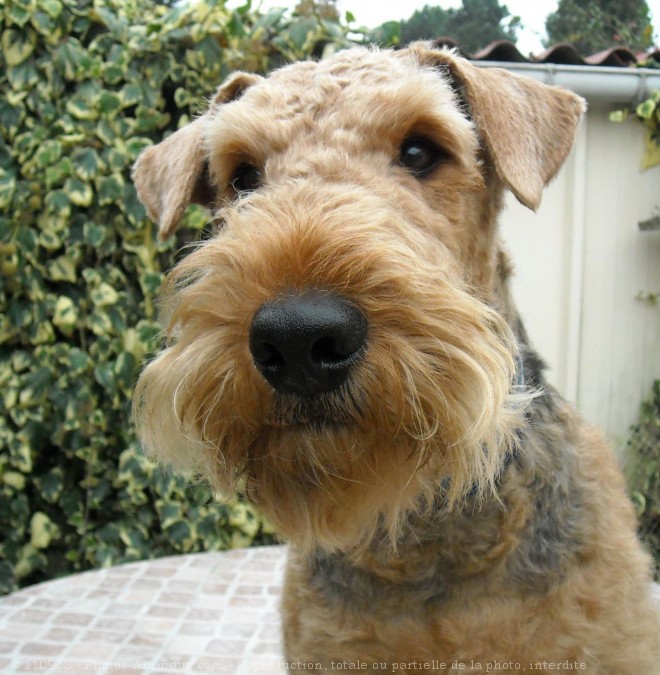 Photo d'Airedale terrier