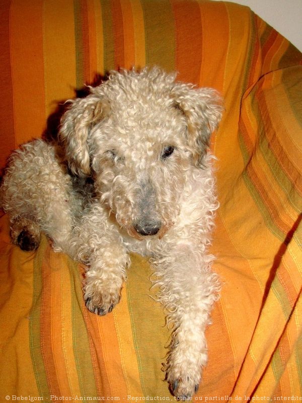 Photo de Fox terrier  poil dur