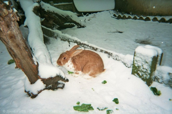 Photo de Lapin