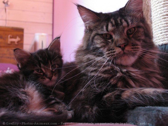 Photo de Maine coon