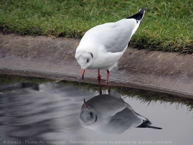 Photo de Mouette