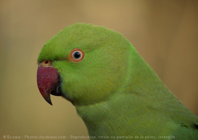 Photo de Perruche  collier