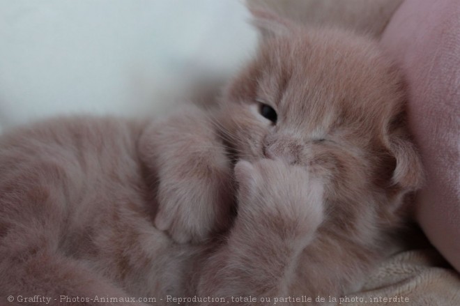 Photo de Maine coon