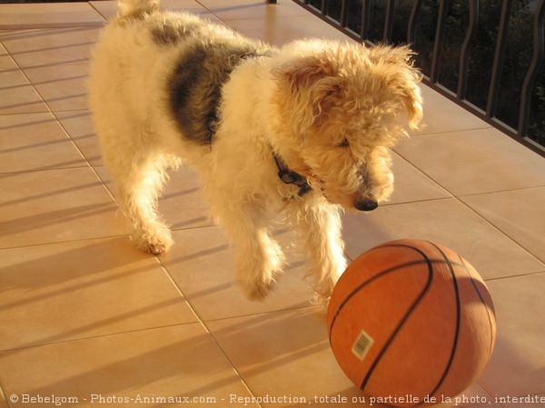 Photo de Fox terrier  poil dur