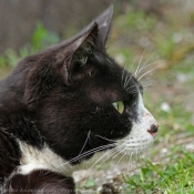 Photo de Chat domestique