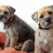 Photo de Border terrier