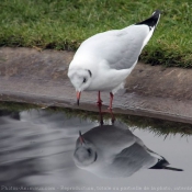 Photo de Mouette