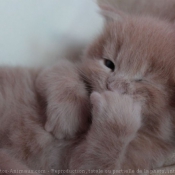 Photo de Maine coon