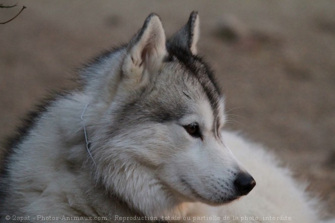 Photo de Husky siberien