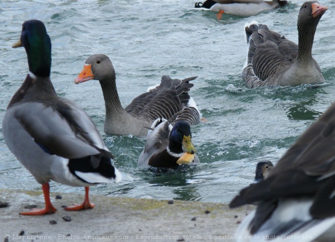 Photo de Races diffrentes