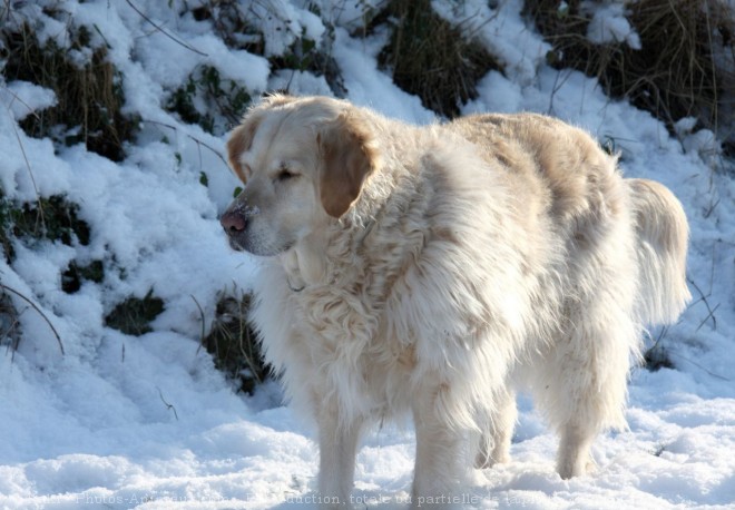 Photo de Golden retriever