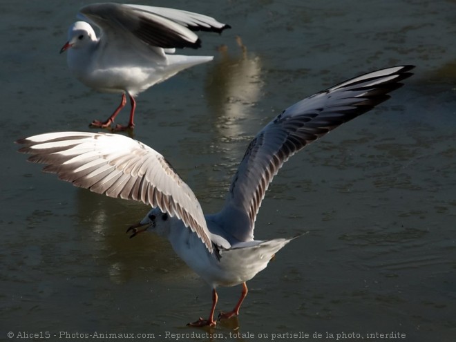 Photo de Mouette