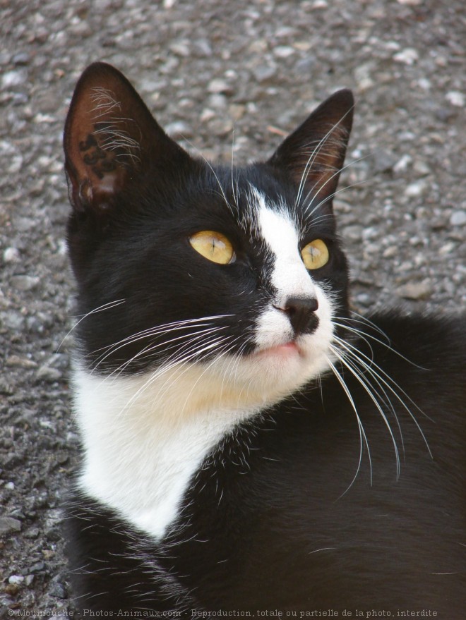 Photo de Chat domestique