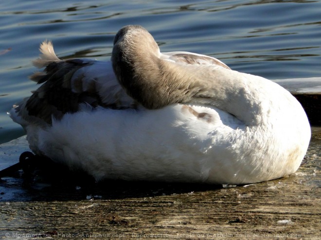 Photo de Cygne