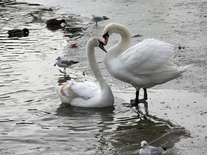 Photo de Cygne