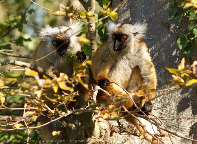 Photo de Lmurien - lmur macaco